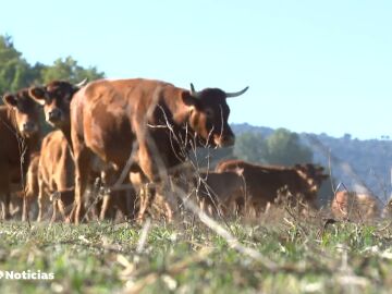 El 'covid de las vacas' lleva a la "ruina" a los ganaderos