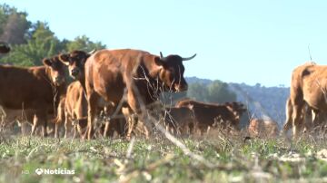 El 'covid de las vacas' lleva a la "ruina" a los ganaderos
