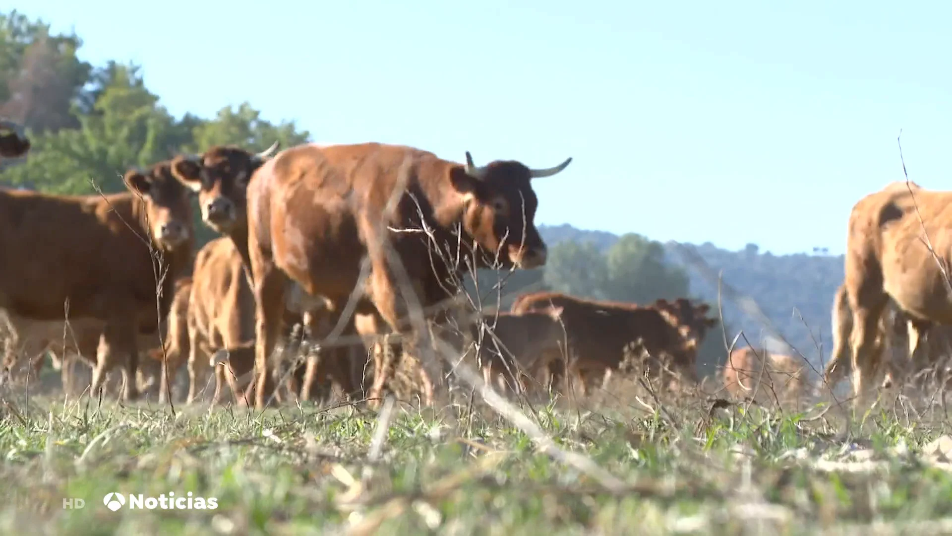 El 'covid de las vacas' lleva a la "ruina" a los ganaderos El 'covid de las vacas' lleva a la "ruina" a los ganaderos