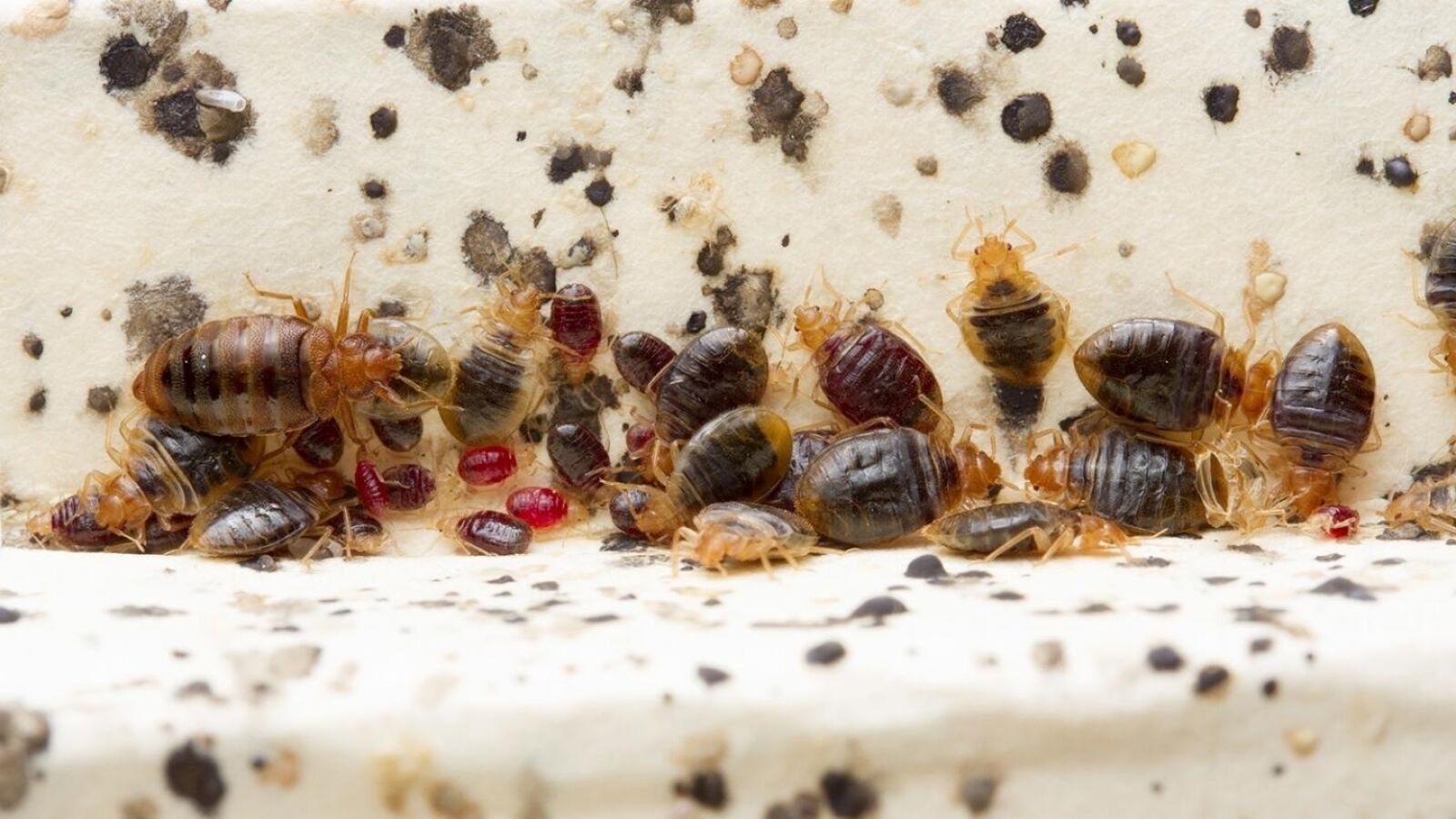 Aumenta la psicosis por las chinches en España 