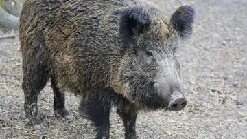 Un jabalí Un jabalí