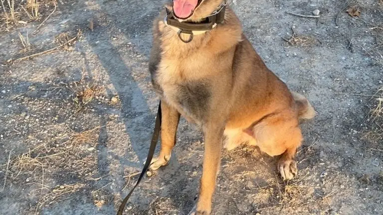Aron, perro jubilado de la Polic&iacute;a Local de Loja, Granada