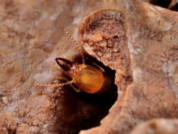 Imagen de archivo de una termita
