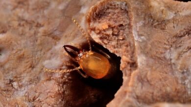 Una plaga de termitas invade el centro de salud de Arrigorriaga