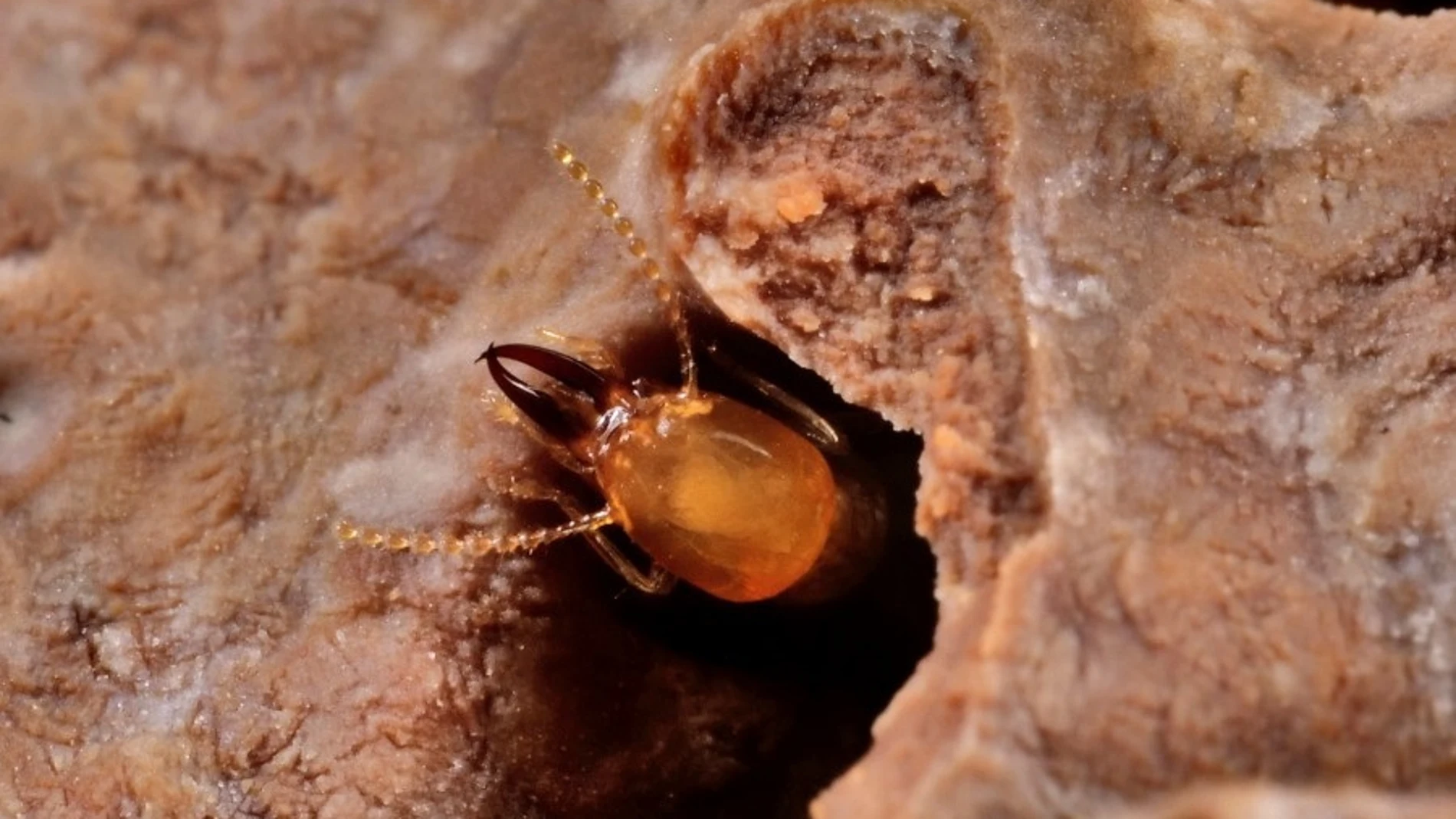 Imagen de archivo de una termita