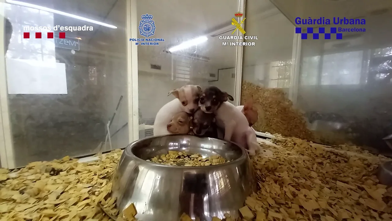Rescatan 400 mascotas tras desmantelar un red de comercio ilegal de animales de compañía Rescatan 400 mascotas tras desmantelar un red de comercio ilegal de animales de compañía