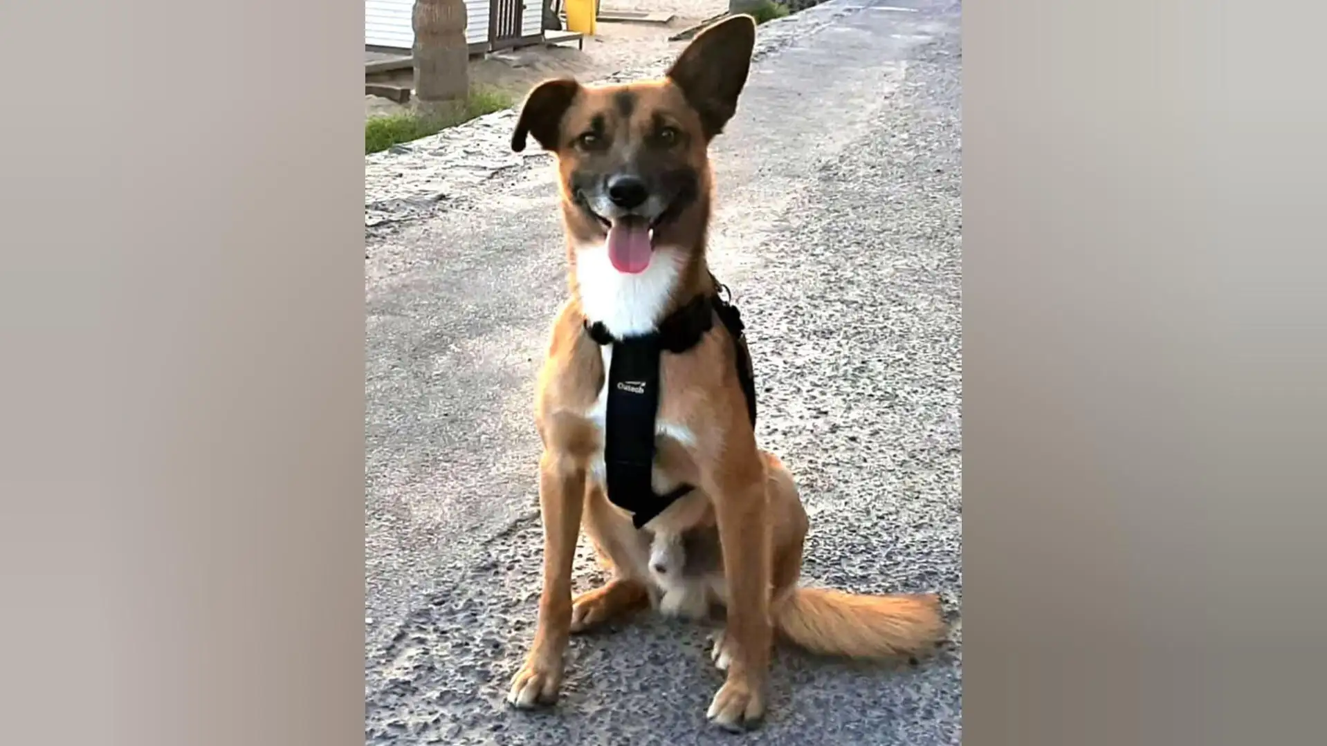 Mak, el perro de la pareja Mak, el perro de la pareja