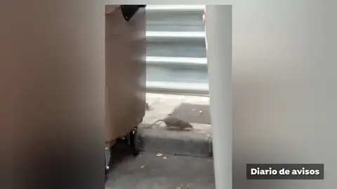 El vídeo de las ratas en pleno centro de Santa Cruz de Tenerife El vídeo de las ratas en pleno centro de Santa Cruz de Tenerife