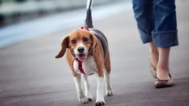 Mujer pasea a un perro