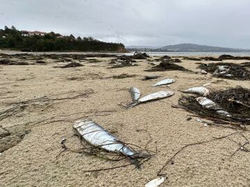 Sardinas muertas en la playa de Ares (A Coruña)