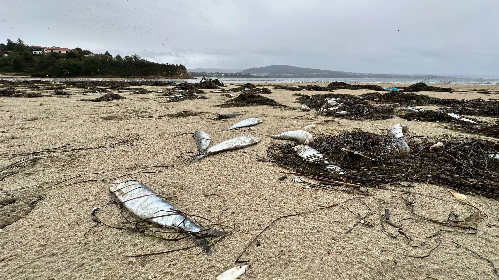 Sardinas muertas en la playa de Ares (A Coruña) Sardinas muertas en la playa de Ares (A Coruña)