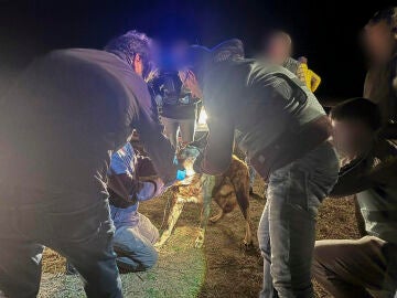 La Guardia Civil leyendo el microchip de uno de los perros de pastoreo