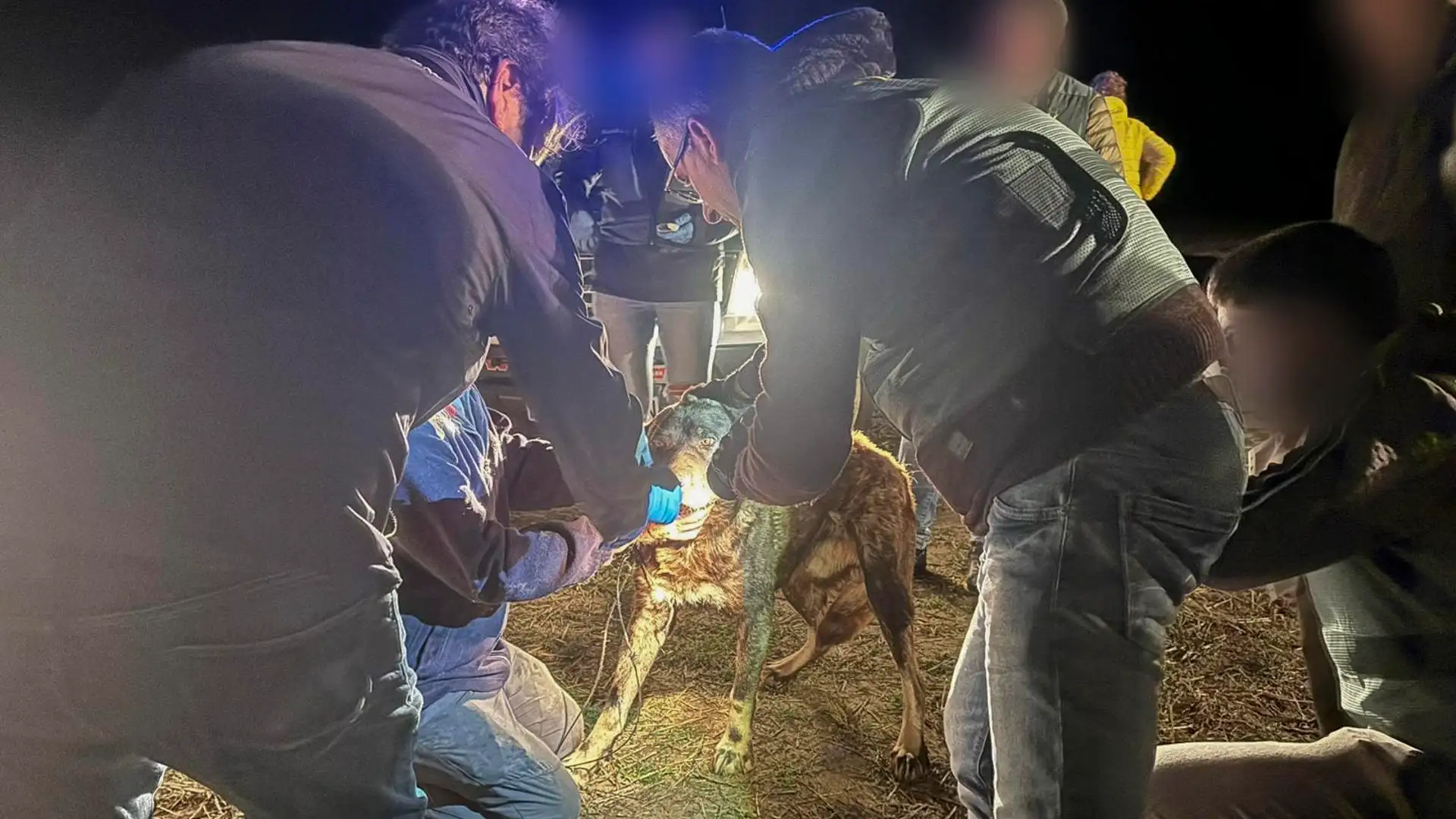 La Guardia Civil leyendo el microchip de uno de los perros de pastoreo La Guardia Civil leyendo el microchip de uno de los perros de pastoreo