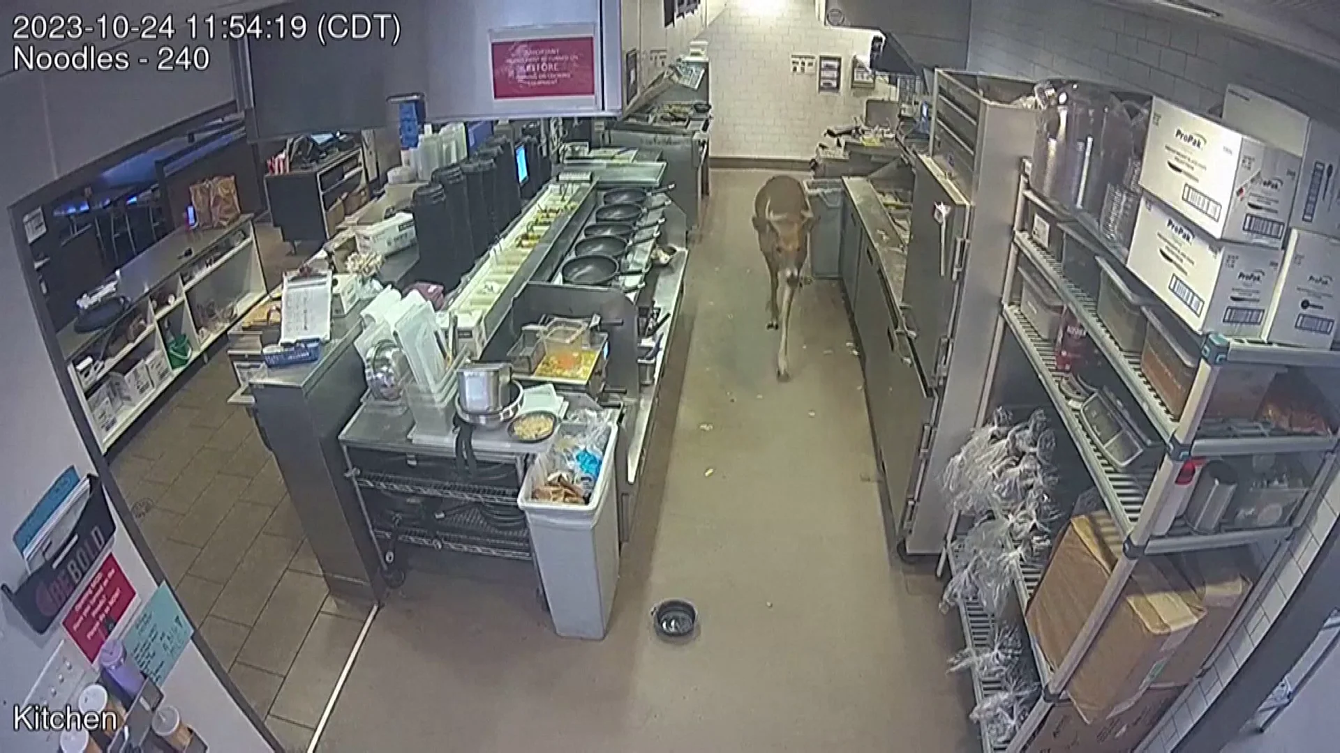 Ciervo en la cocina 