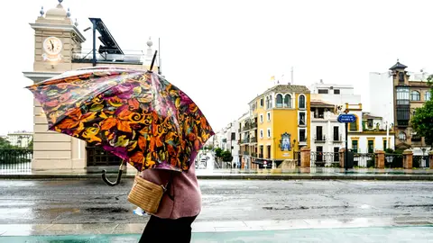 La borrasca se ceba con la arboleda de Sevilla La borrasca se ceba con la arboleda de Sevilla