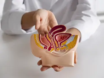 Una doctora enseñando anatomía Una doctora enseñando anatomía