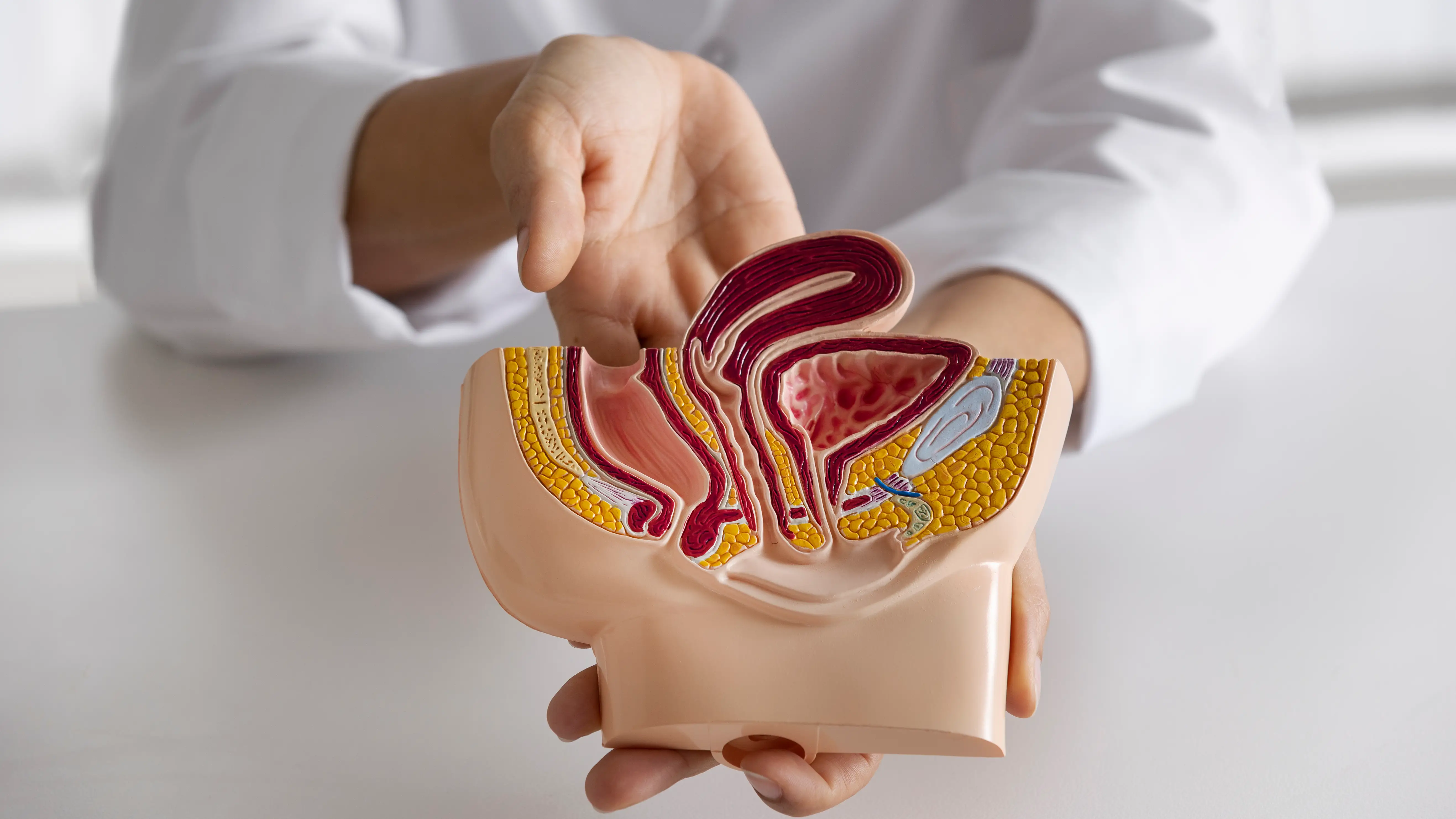 Una doctora enseñando anatomía Una doctora enseñando anatomía