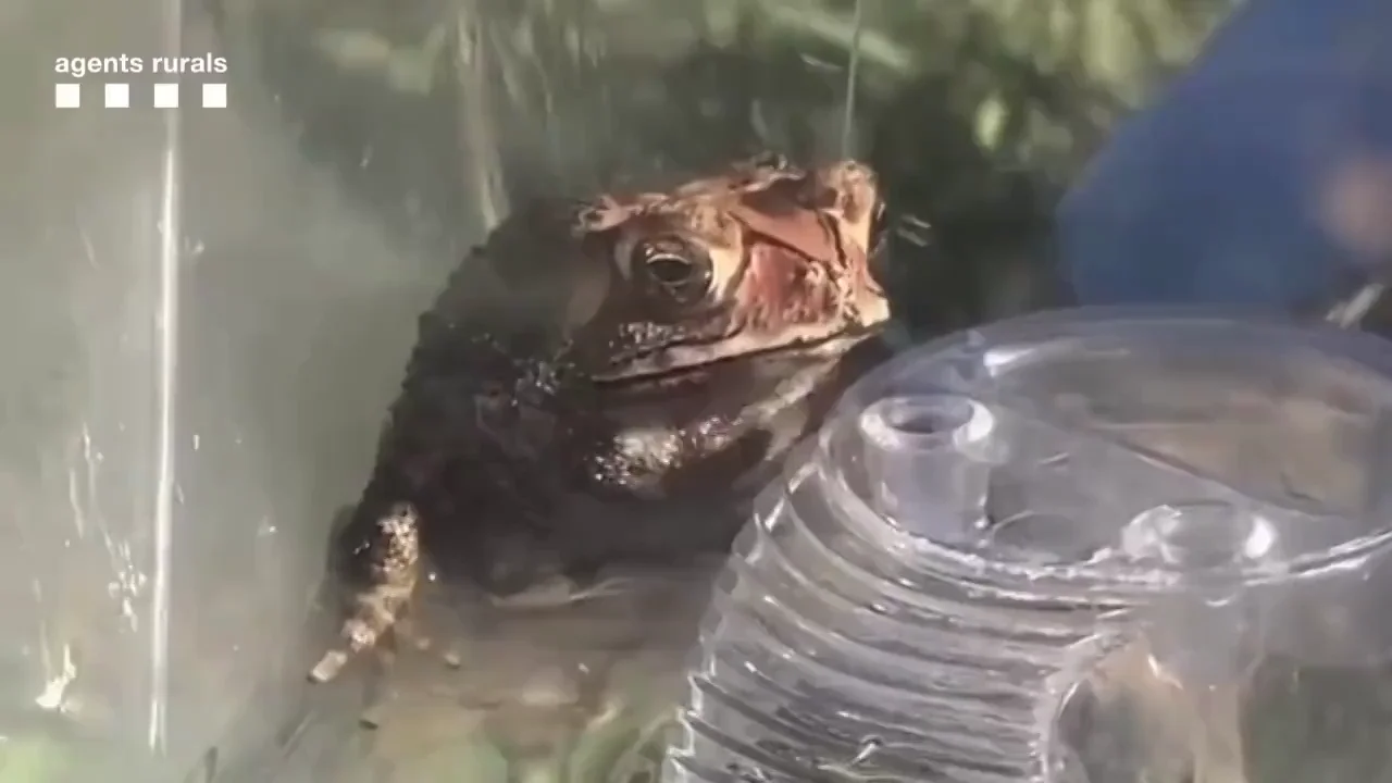 Encuentran un sapo en su maleta tras volver de vacaciones de Tailandia Encuentran un sapo en su maleta tras volver de vacaciones de Tailandia