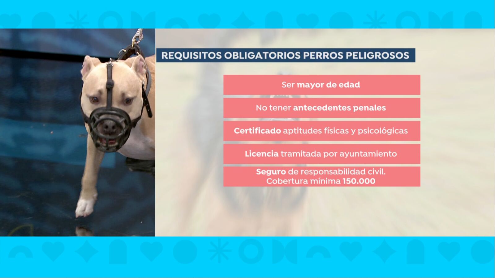 La advertencia de un veterinario sobre perros peligrosos: 
