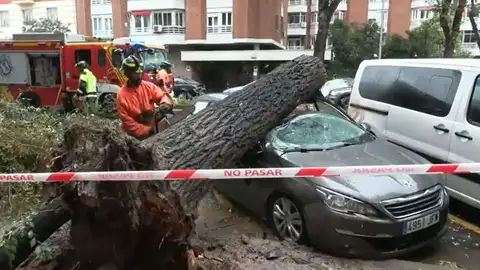 Árbol caído sobre un coche en Madrid