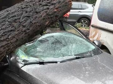 Un árbol destroza un coche