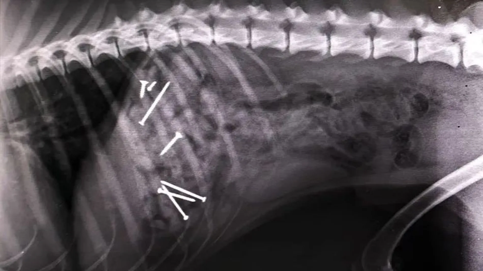 Perro al que intervinieron hace dos años por comer salchichas con clavos en Vigo Perro al que intervinieron hace dos años por comer salchichas con clavos en Vigo