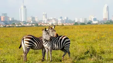 Dos cebras en Nairobi.