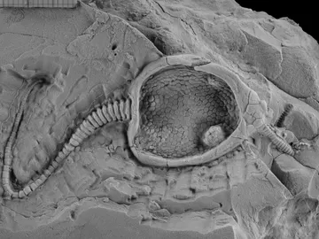 Una especie extinta desde la era del Paleozoico Una especie extinta desde la era del Paleozoico