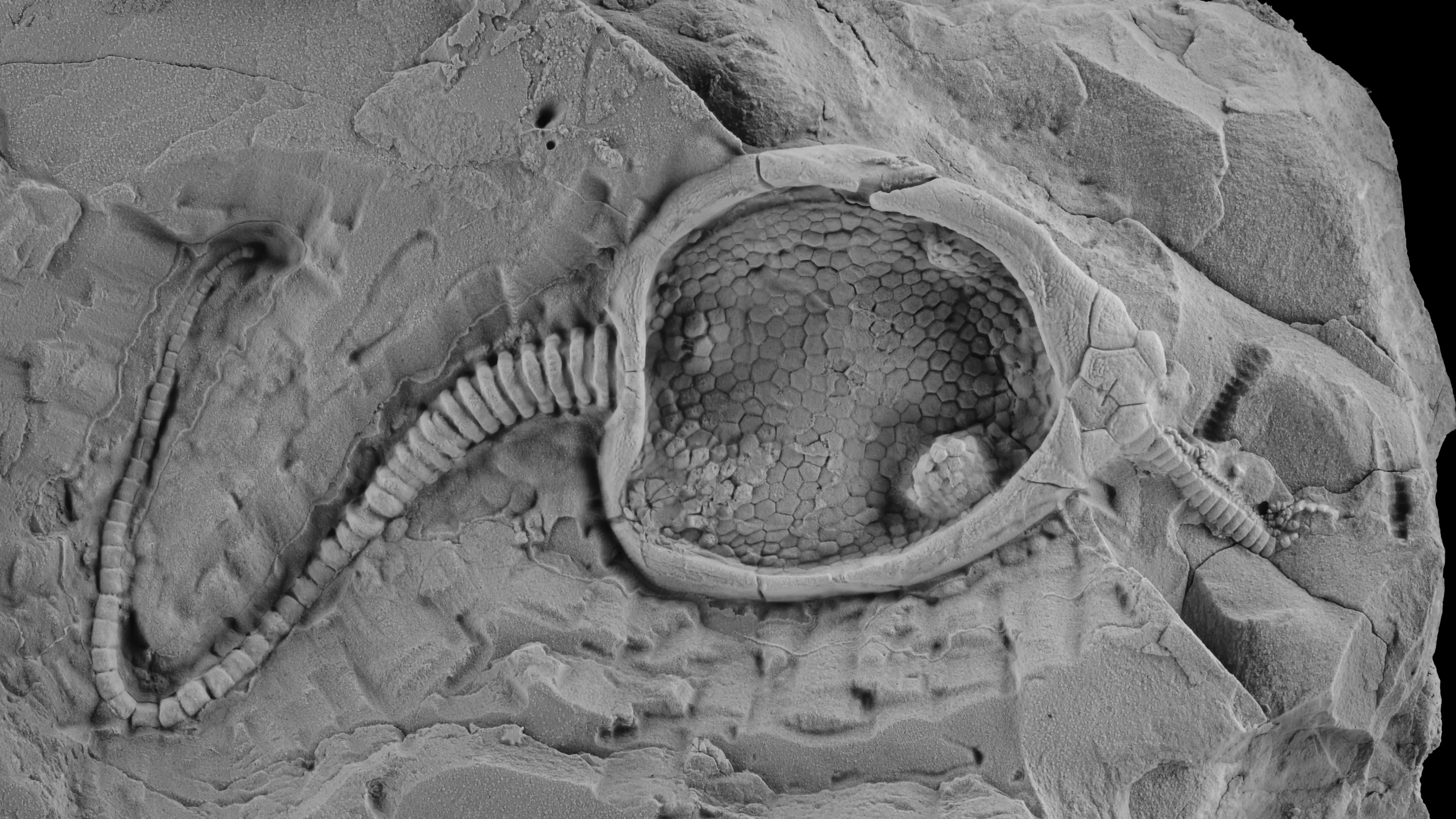 Una especie extinta desde la era del Paleozoico Una especie extinta desde la era del Paleozoico
