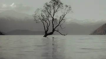 Imagen del famoso árbol ubicado en el lago Wanaka, Nueva Zelanda.