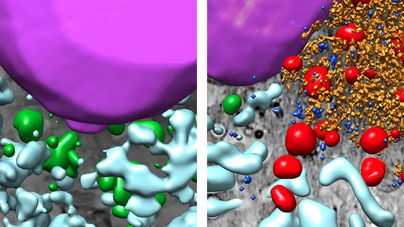 Imágenes tridimensionales de un fragmento de célula sana (izq.) y una infectada con SARS-CoV-2 dcha.) | CSIC Imágenes tridimensionales de un fragmento de célula sana (izq.) y una infectada con SARS-CoV-2 dcha.) | CSIC