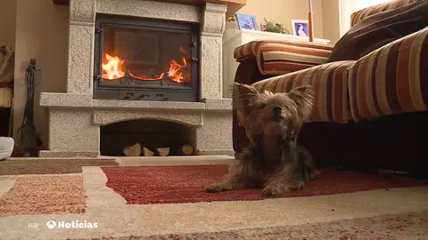 La demanda y el precio de la leña se disparan este invierno: "Estamos totalmente desbordados" La demanda y el precio de la leña se disparan este invierno: "Estamos totalmente desbordados"