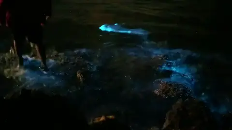 Bioluminiscencia en las playas de Águilas (Murcia) Bioluminiscencia en las playas de Águilas (Murcia)