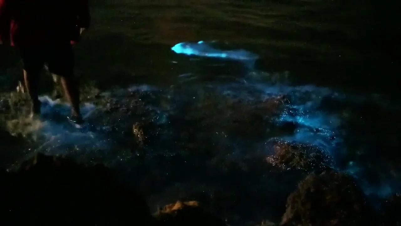 Bioluminiscencia en las playas de &Aacute;guilas (Murcia)