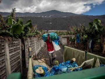 Agricultor en La Palma tras la erupción del volcán