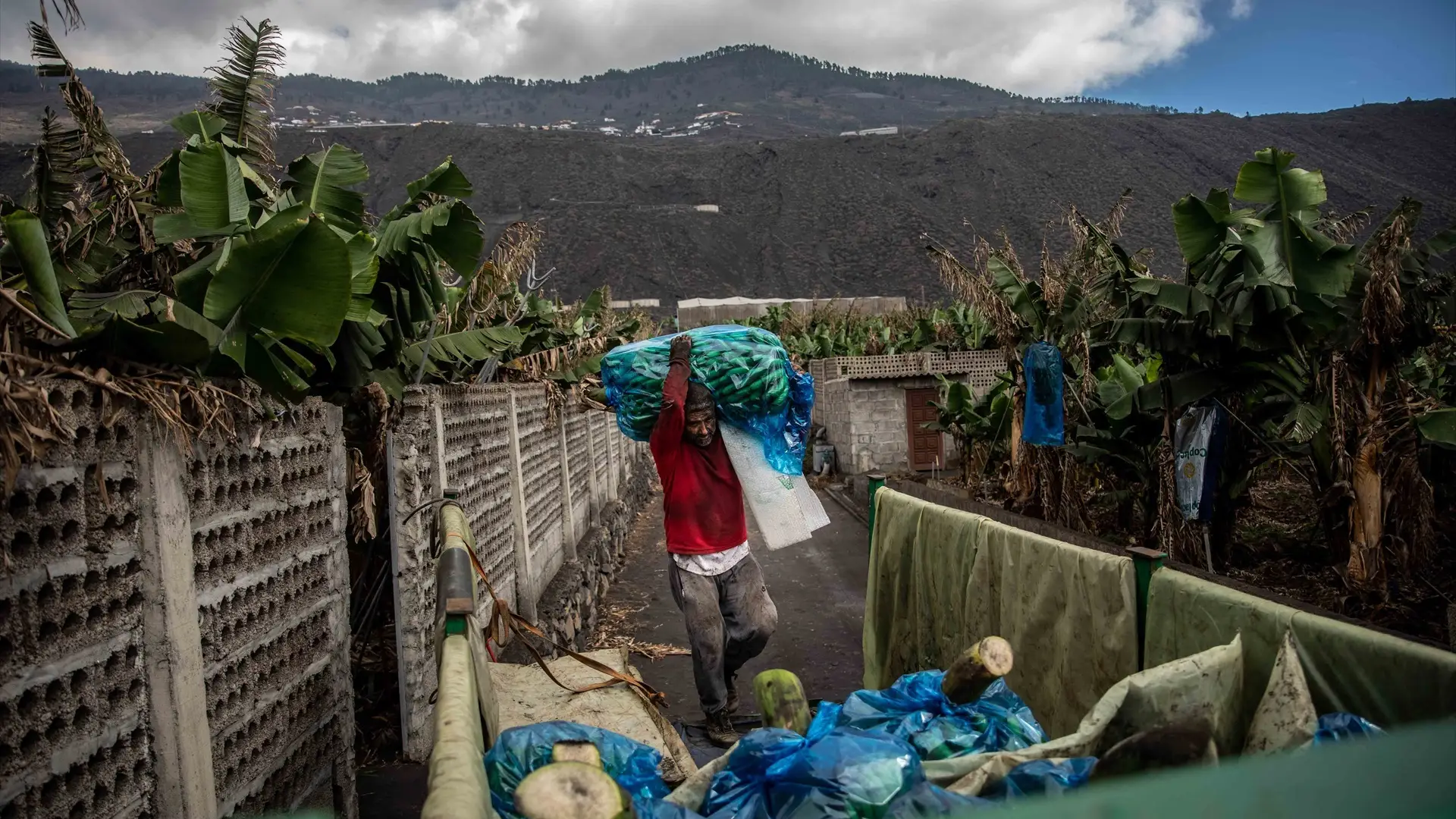 Agricultor en La Palma tras la erupci&oacute;n del volc&aacute;n