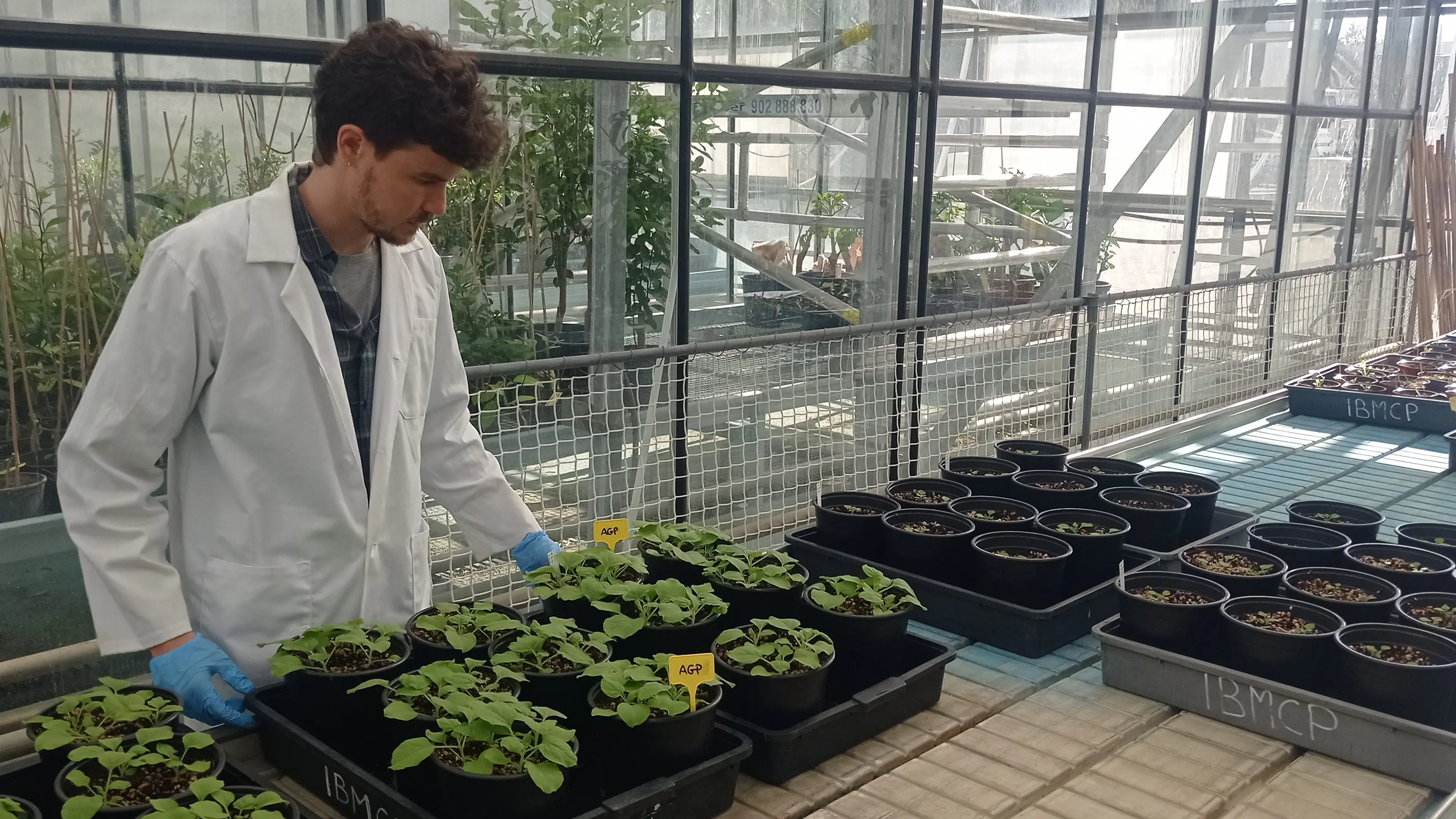 Fármacos de plantas contra la Covid-19 El investigador del IBMCP Fernando Merwaiss. / UPV
