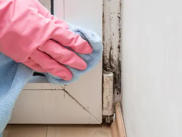 Limpieza de moho Limpieza de moho