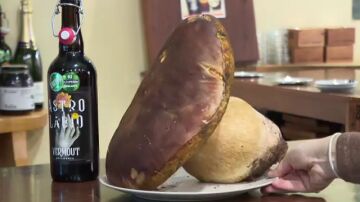 El hongo gigante de 2,8 kilogramos