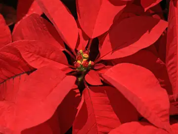 Flor de Pascua Flor de Pascua