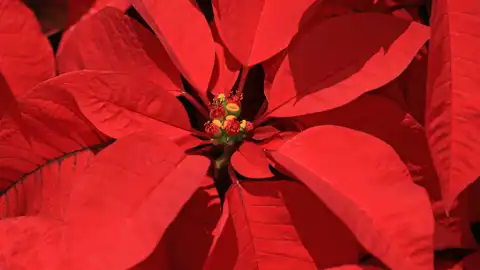 Flor de Pascua Flor de Pascua