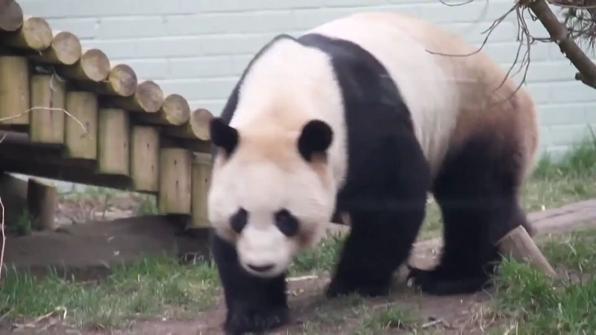 Panda Panda