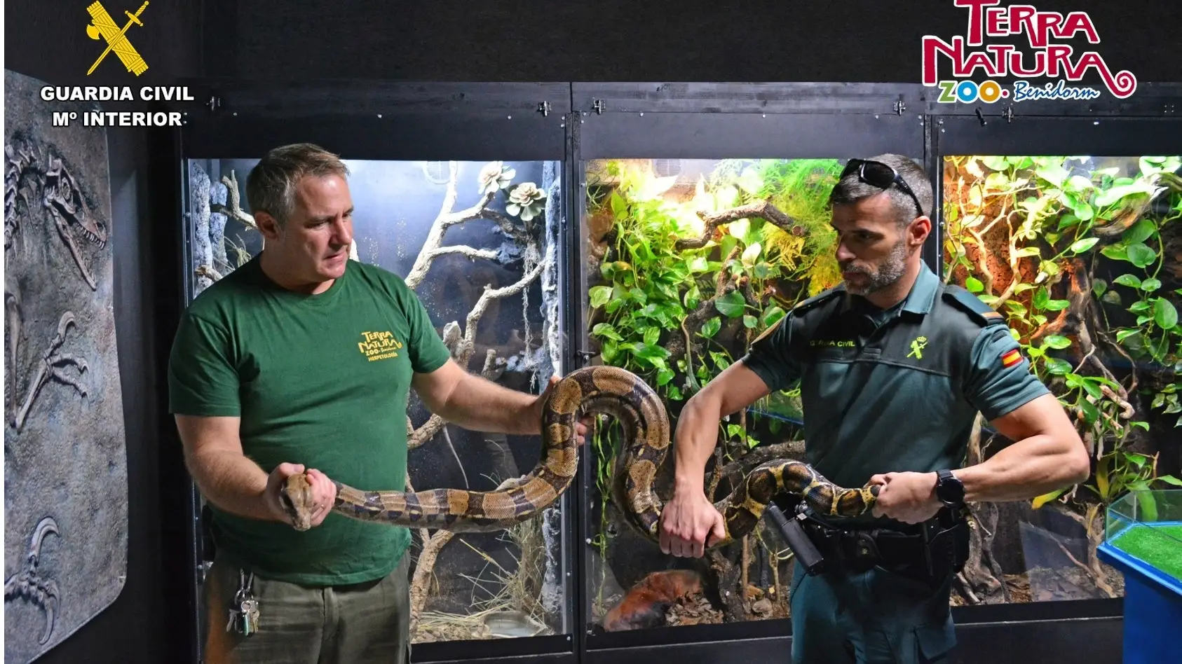 Imagen de la boa constrictor incautada en Alicante