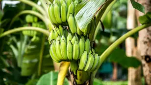 Plantación bananera