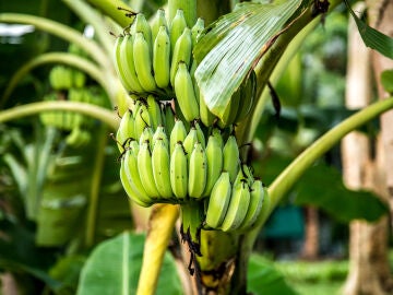 Plantación bananera