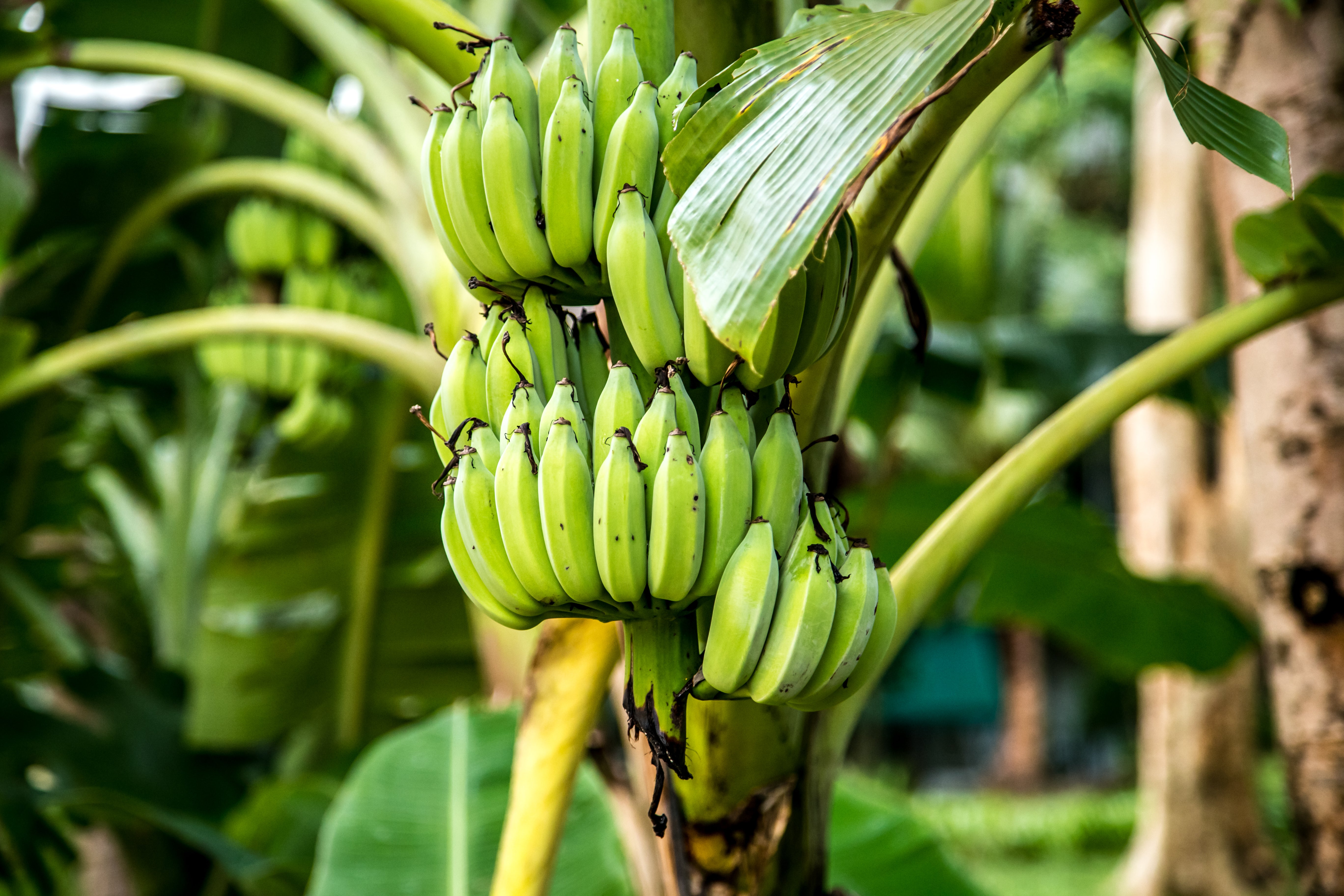 Где растут бананы дерево. Банановая Пальма. Банановое дерево. Банан Кавендиш карликовый. Бананы растут.
