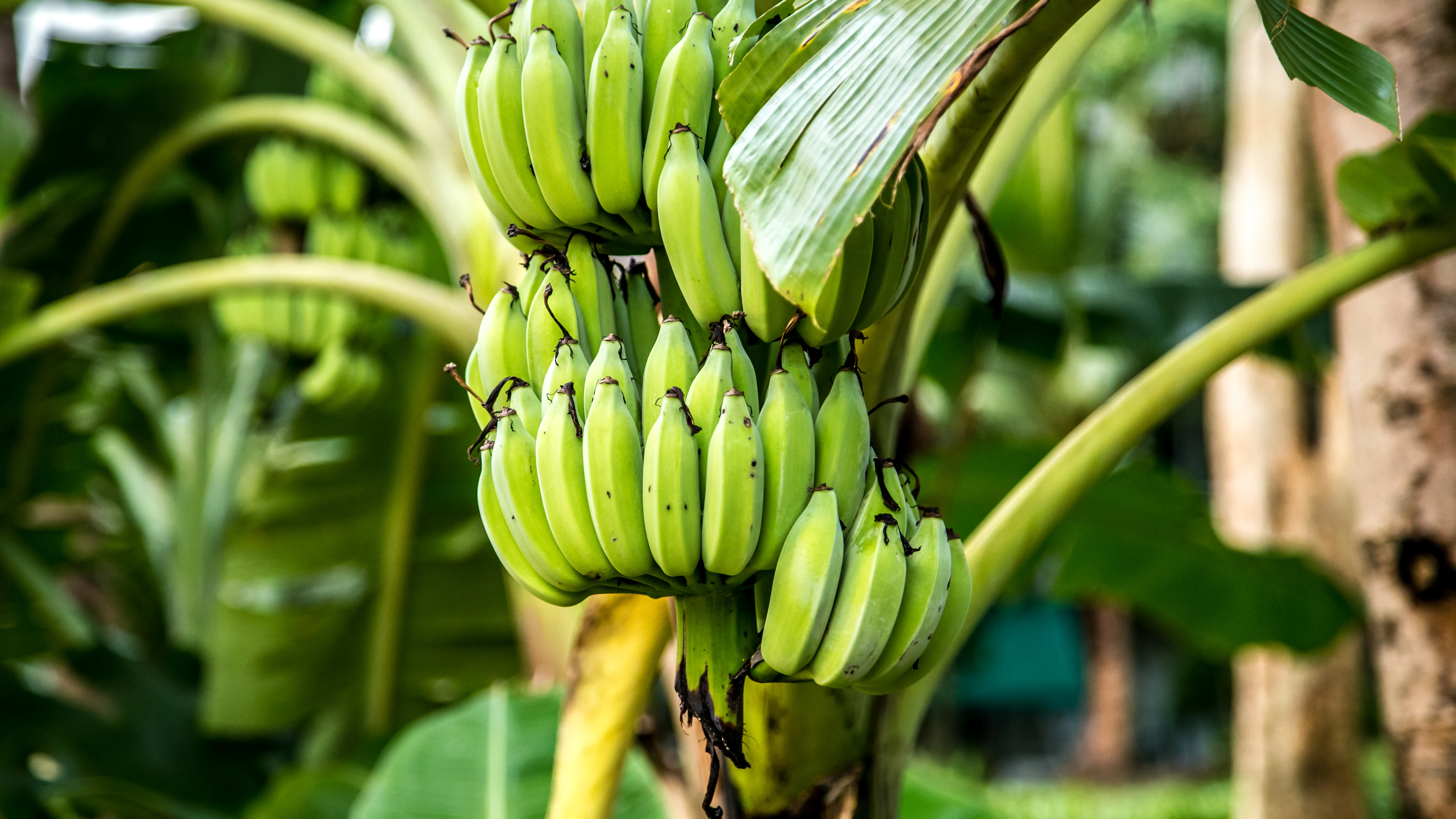 Plantación bananera Plantación bananera