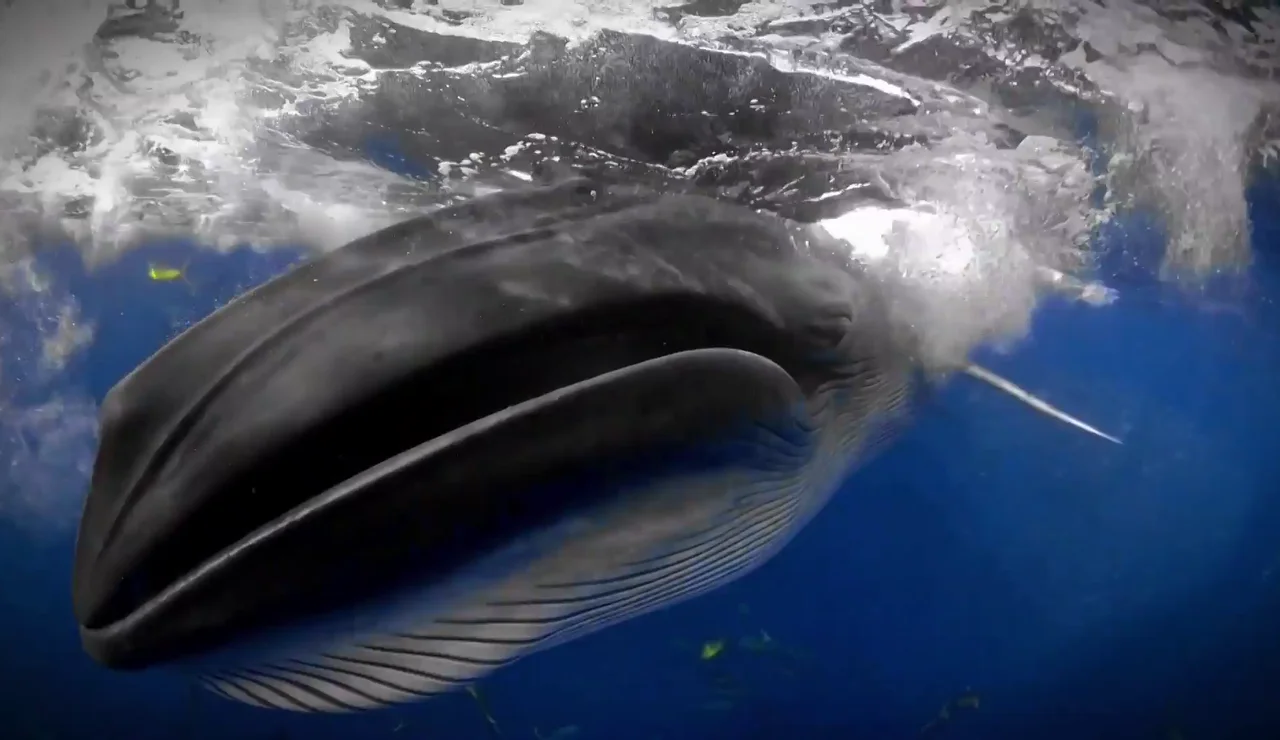 Una ballena de Bryde sorprende al fotógrafo Rafael Fernández