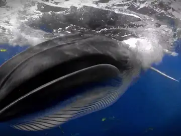 Una ballena de Bryde sorprende al fotógrafo Rafael Fernández