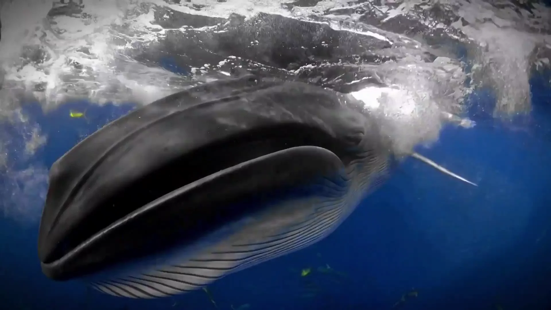 Una ballena de Bryde sorprende al fotógrafo Rafael Fernández Una ballena de Bryde sorprende al fotógrafo Rafael Fernández